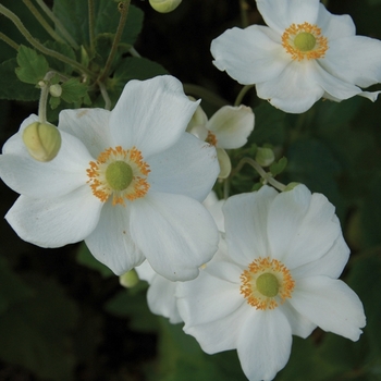 Anemone x hybrida 'Honorine Jobert' - Honorine Jobert Anemone