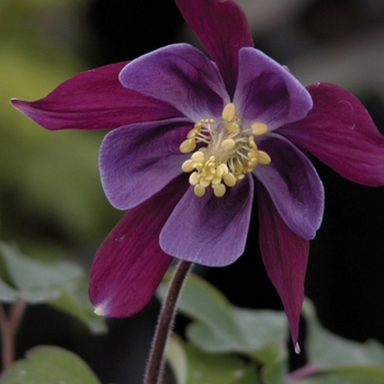 Aquilegia x 'Biedermeier' - Columbine