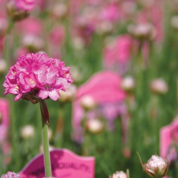 Armeria maritima ''Splendens'' (Sea Thrift) - Splendens Sea Thrift