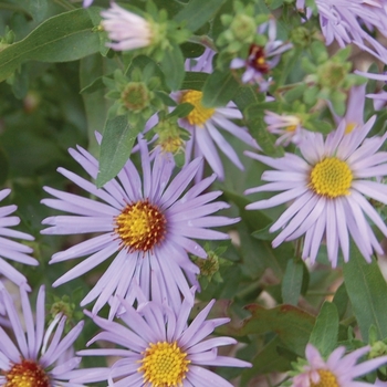 Aster oblongifolius ''Raydon''s Favorite'' (Oblongleaf Aster Cultivar) - Raydon''s Favorite Oblongleaf Aster Cultivar