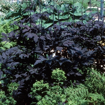 Actaea ramosa - ''Hillside Black Beauty'' Purple-leaf Bugbane