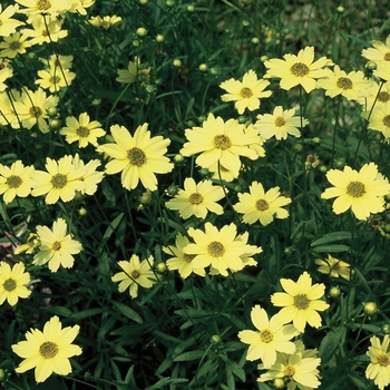 Coreopsis x 'Creme Brulee' - Creme Brulee Tickseed