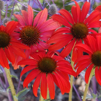 Echinacea ''Tomato Soup'' PP 19,427 (Coneflower) - Prairie Stars™ Tomato Soup