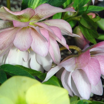 Helleborus ''Cotton Candy'' (Lenten Rose) - Cotton Candy Lenten Rose