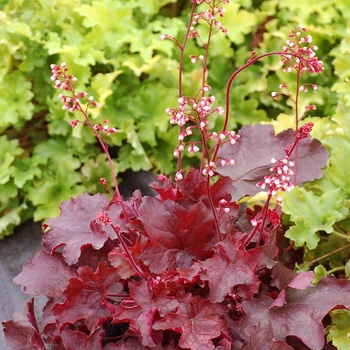 Heuchera 'Fire Chief' - Fire Chief Coral Bell