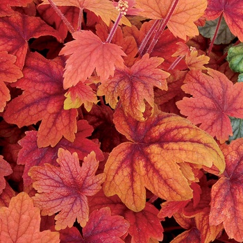 Heucherella 'Sweet Tea' - Sweet Tea Foamy Bells