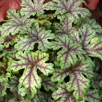 Heucherella 'Tapestry' - Tapestry Foamy Bells