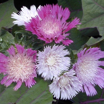 Stokesia laevis ''Color Wheel'' PP12718 (Stokes'' Aster) - Color Wheel Stokes'' Aster