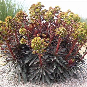 Euphorbia 'Blackbird' - Spurge