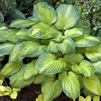 Hosta ''Guacamole'' (Hosta, Plantain Lily) - Guacamole Hosta, Plantain Lily