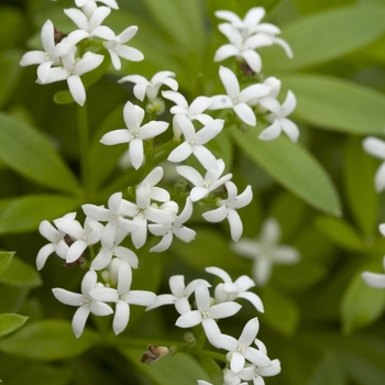 Galium odoratum - Sweet Woodruff