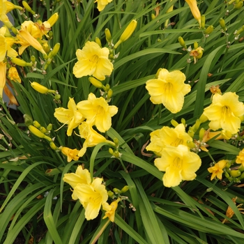 Hemerocallis 'Happy Returns' - Daylily