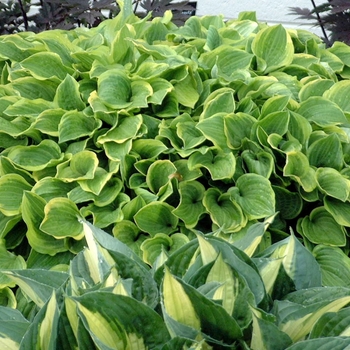 Hosta ''Golden Tiara'' (Hosta, Plantain Lily) - Golden Tiara Hosta, Plantain Lily