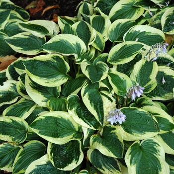 Hosta - 'Wide Brim' Hosta, Plantain Lily