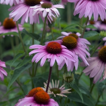 Magnus Coneflower