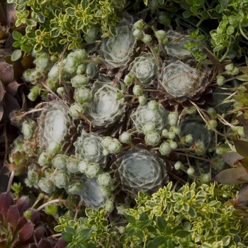 Sempervivum tectorum ''Hardy Series Mixed'' (Hen and Chicks) - Hardy Series Mixed Hen and Chicks