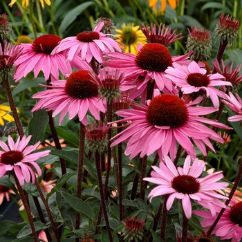 Echinacea 'Merlot' - Prairie Pillars™ Coneflower