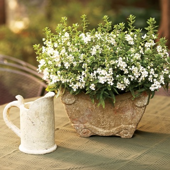 Summer Snapdragon - Angelonia Angelface™ White
