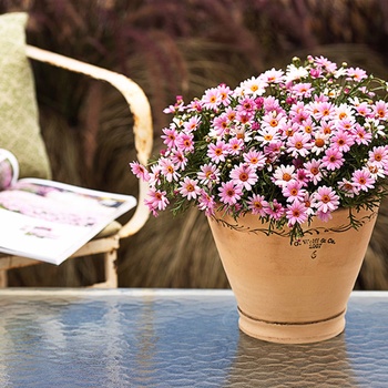 Multiple Varieties - Argyranthemum - Marguerite Daisy