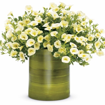 Calibrachoa ''Yellow Chiffon™'' PPAF (Calibrachoa) - Superbells® Yellow Chiffon™