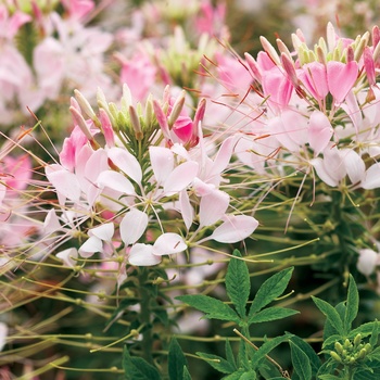 Cleome hassleriana ''Appleblossom'' US. 15,970 and Can. (Spider Flower) - Appleblossom Spider Flower