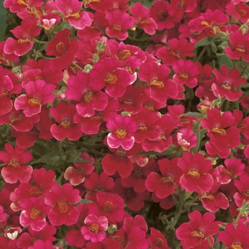 Nemesia ''INTRAIREDTWO'' PP23061, Can 4346 (Nemesia) - Sunsatia® Cranberry