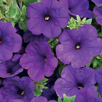 Petunia ''Kakegawa'' PP13,887 and Can. 1039 (Petunia) - Supertunia® Royal Velvet®
