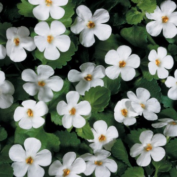 Sutera cordata ''Danova906'' PP17,886 and Can. 2861 (Bacopa) - Snowstorm® Giant Snowflake®