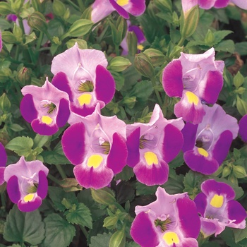 Catalina® Pink