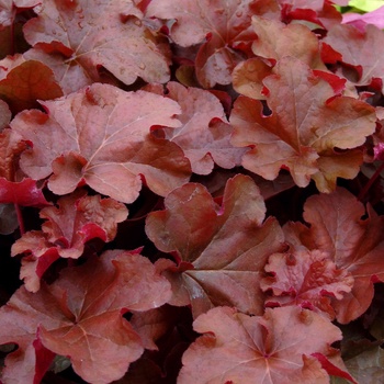 Mahogany Coral Bells