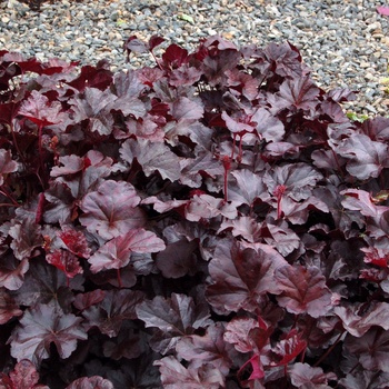 Heuchera ''Obsidian'' PP14836 (Coral Bells) - Obsidian Coral Bells