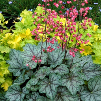Heuchera ''Peppermint Spice'' PP18009 (Coral Bells) - Peppermint Spice Coral Bells