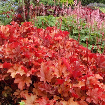 Heuchera ''Peach Flambe'' PP17195 - ''Peach Flambe'' Coral Bells