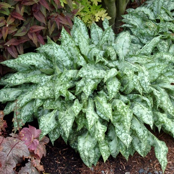 High Contrast Lungwort