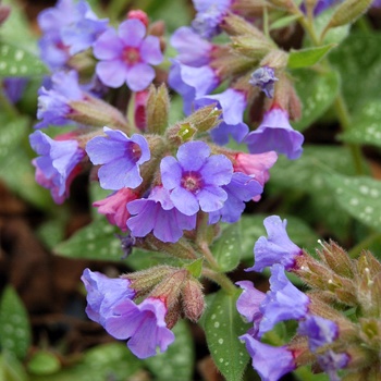 Pulmonaria ''Trevi Fountain'' PP13047 (Lungwort) - Trevi Fountain Lungwort
