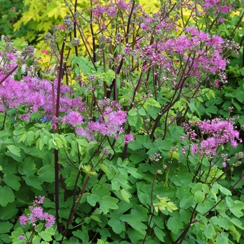 ''Black Stockings'' Meadow Rue