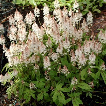 Tiarella ''Spring Symphony'' PP12397 (Foamflower) - Spring Symphony Foamflower