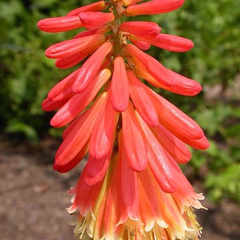 Kniphofia uvaria - 'Border Ballet' Red Hot Poker