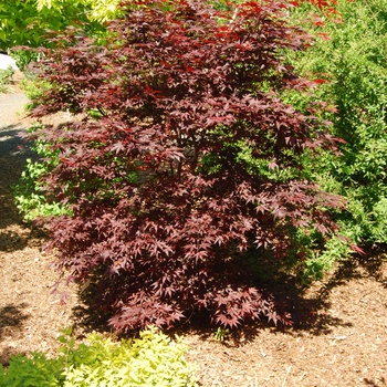 Acer palmatum ''Hefner''s Red'' (Japanese Maple) - Hefner''s Red Japanese Maple