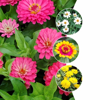 Zinnia (Assorted Zinnia) - Assorted Zinnia