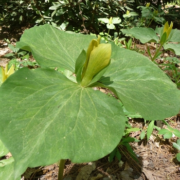 Yellow Trillium