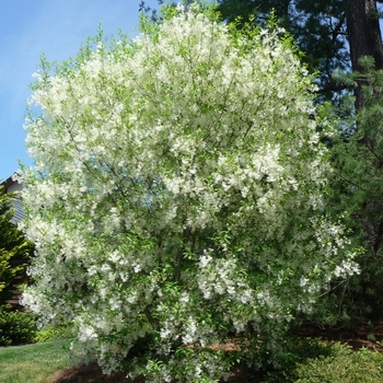 Chionanthus virginicus - Fringetree