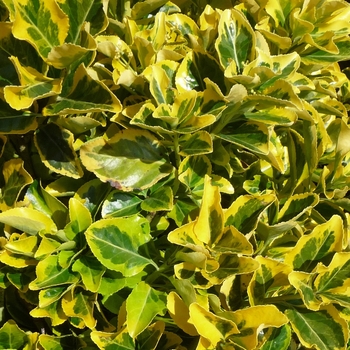 Euonymus japonicus ''Aureo-marginatus'' (Golden Euonymus) - Aureo-marginatus Golden Euonymus