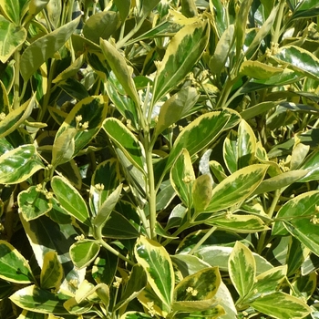 Euonymus japonicus 'Silver King' - Japanese Euonymus