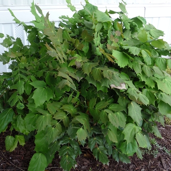 Mahonia bealei (Leatherleaf Mahonia) - Leatherleaf Mahonia