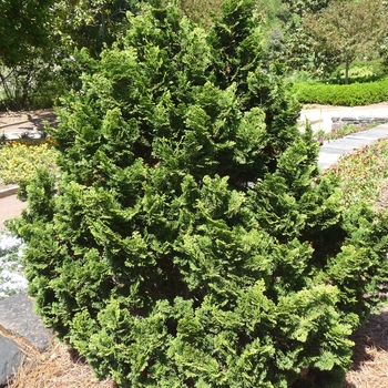 Chamaecyparis obtusa ''Nana'' (Hinoki Falsecypress) - Nana Hinoki Falsecypress