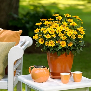 Heliopsis helianthoides 'Tuscan Sun' - Perennial Sunflower