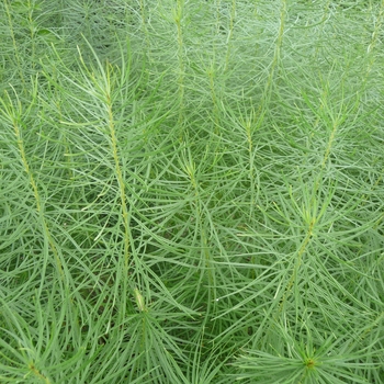 Amsonia hubrichtii - Arkansas Blue Star