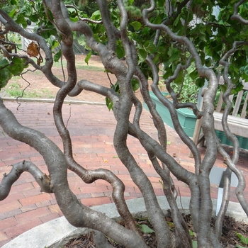 Corylus avellana ''Contorta'' (Harry Lauder''s Walking Stick) - Contorta Harry Lauder''s Walking Stick