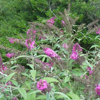 Butterfly Bush - Miss Ruby